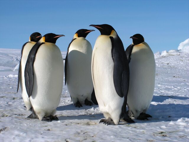 Penguin Name Generator